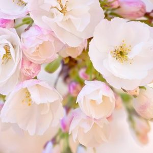 Meet your Posher, Anne marie